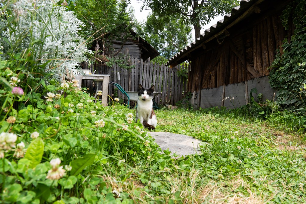 pisica in gradina