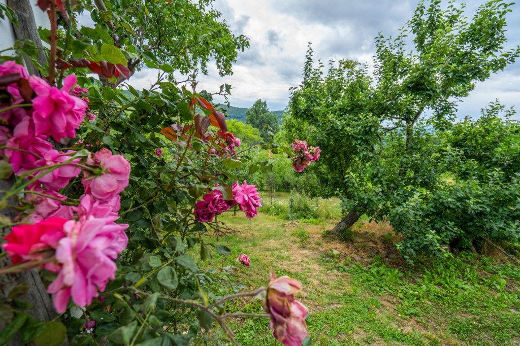 trandafiri gradina