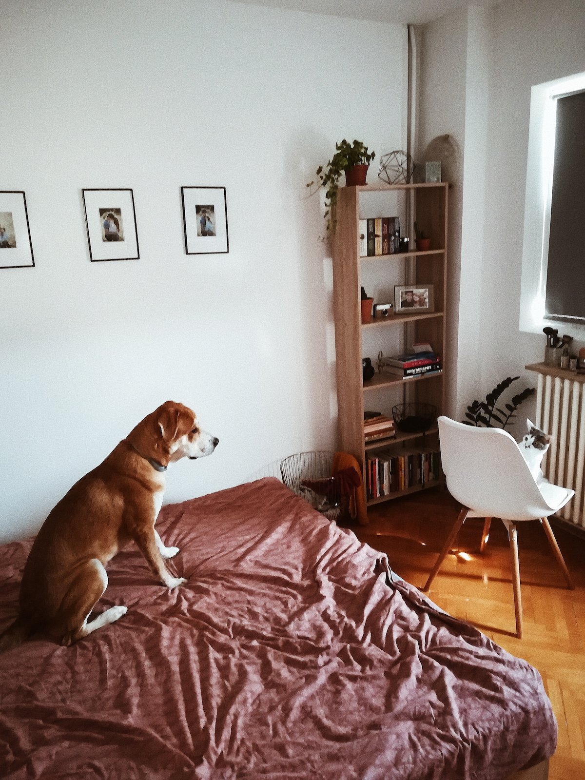 cum ati amenajezi casa fotogenica bani putini oana gociman dormitor animale