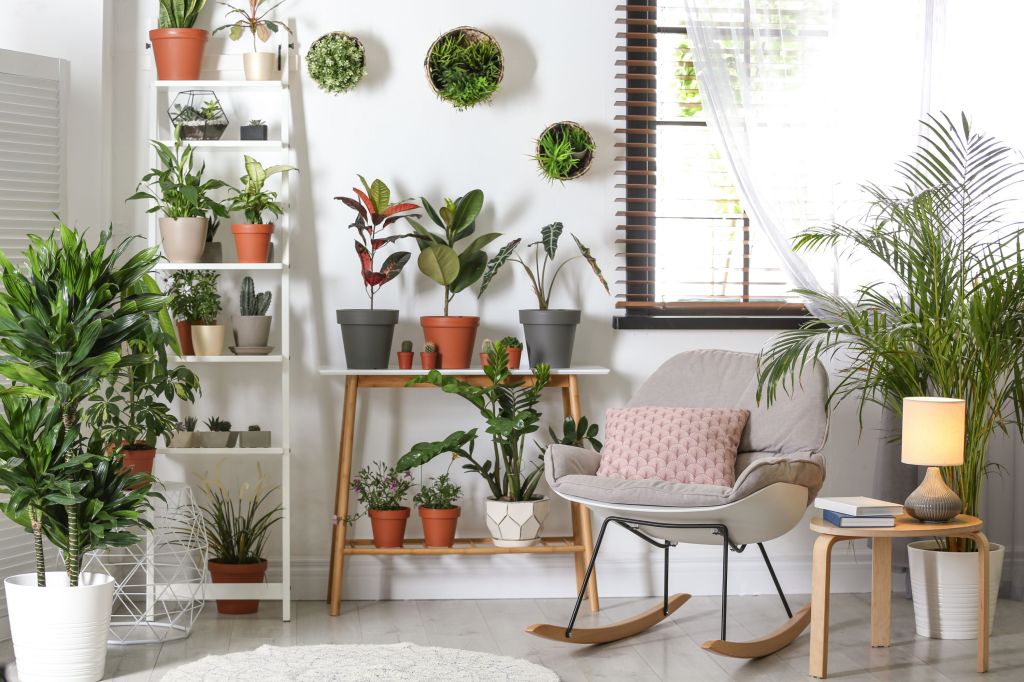 plante de interior usor de intretinut