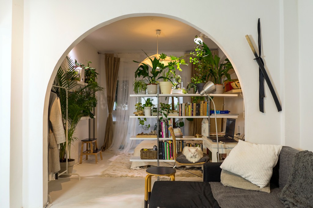plante apartament feature