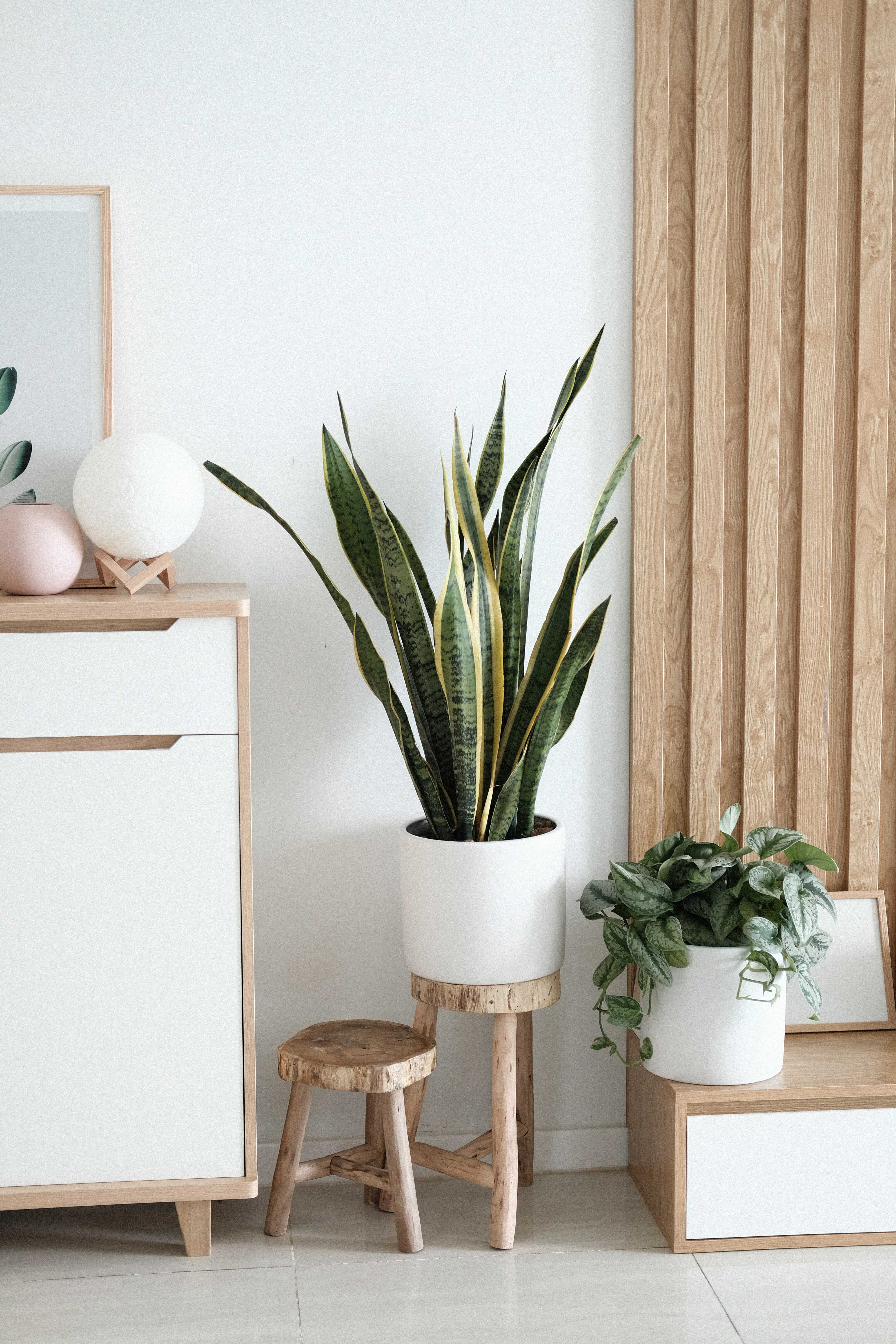 plante verzi decor scandinav