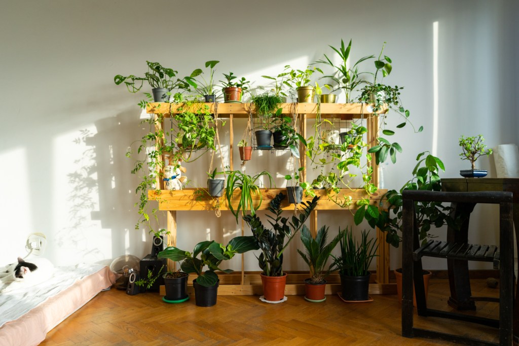 plante interior lovedeco mia