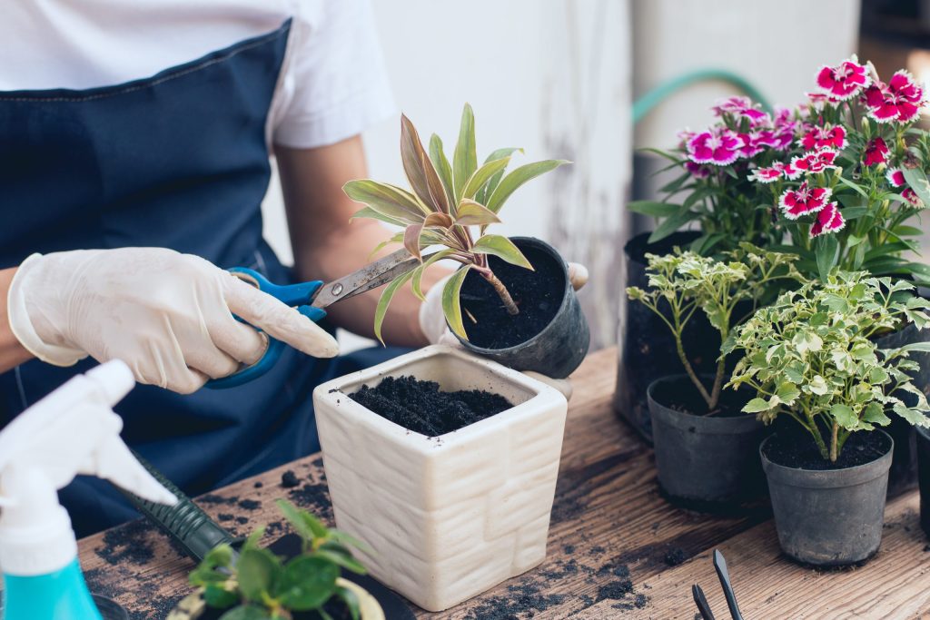 îngrijirea plantelor primăvara