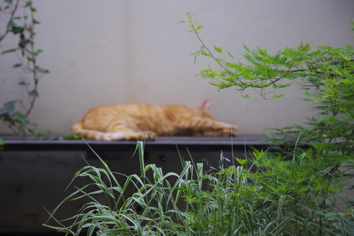 Amenajare balcon