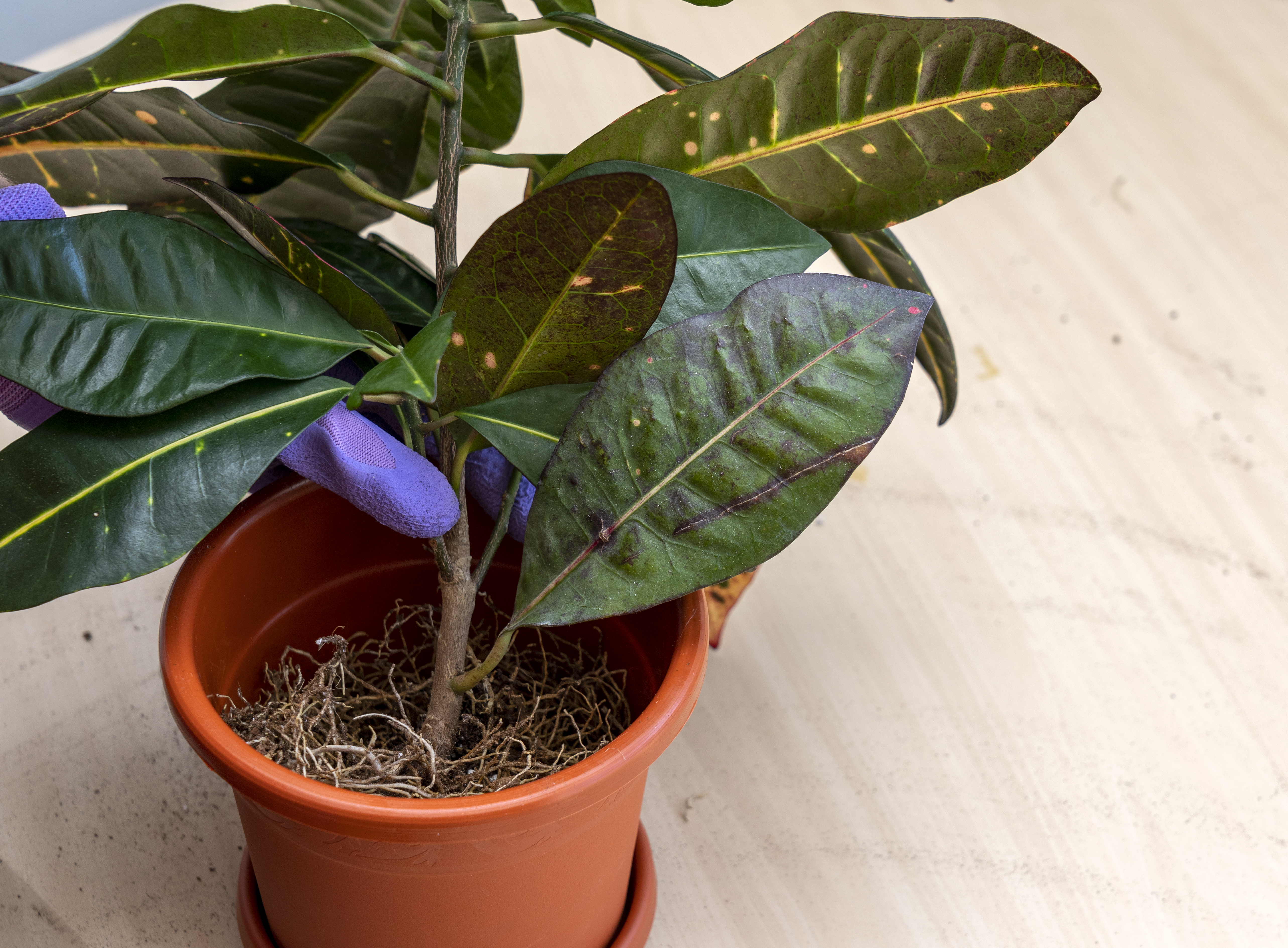 Replantare plante de apartament