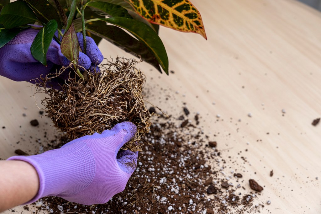 Replantare plante de apartament