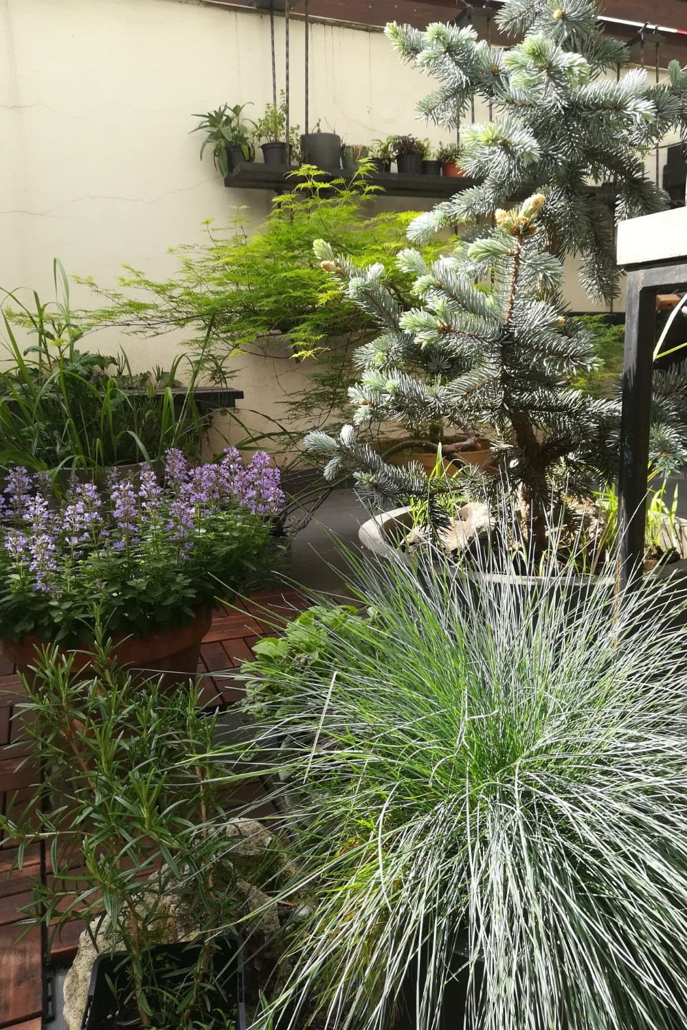 plante, balcon