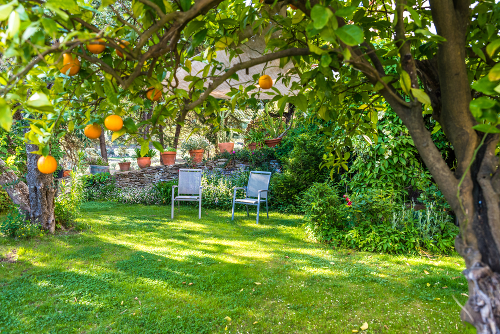 arbori ornamentali