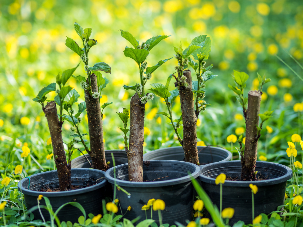 cum inmultesti plantele butasire seminte flori