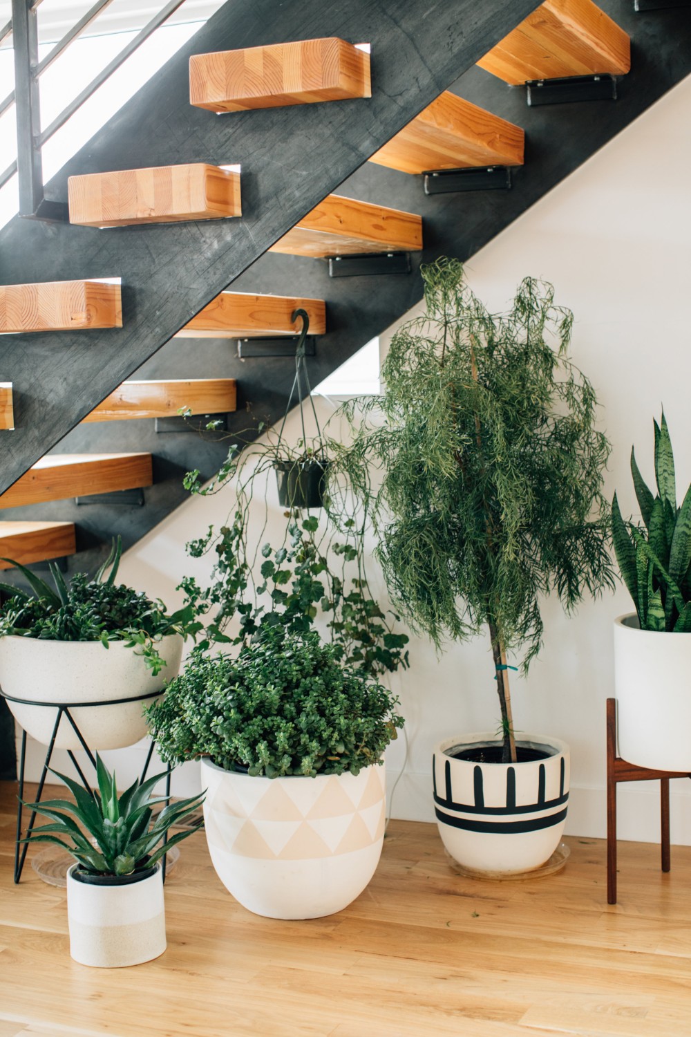 spatiu sub scari - plante 3