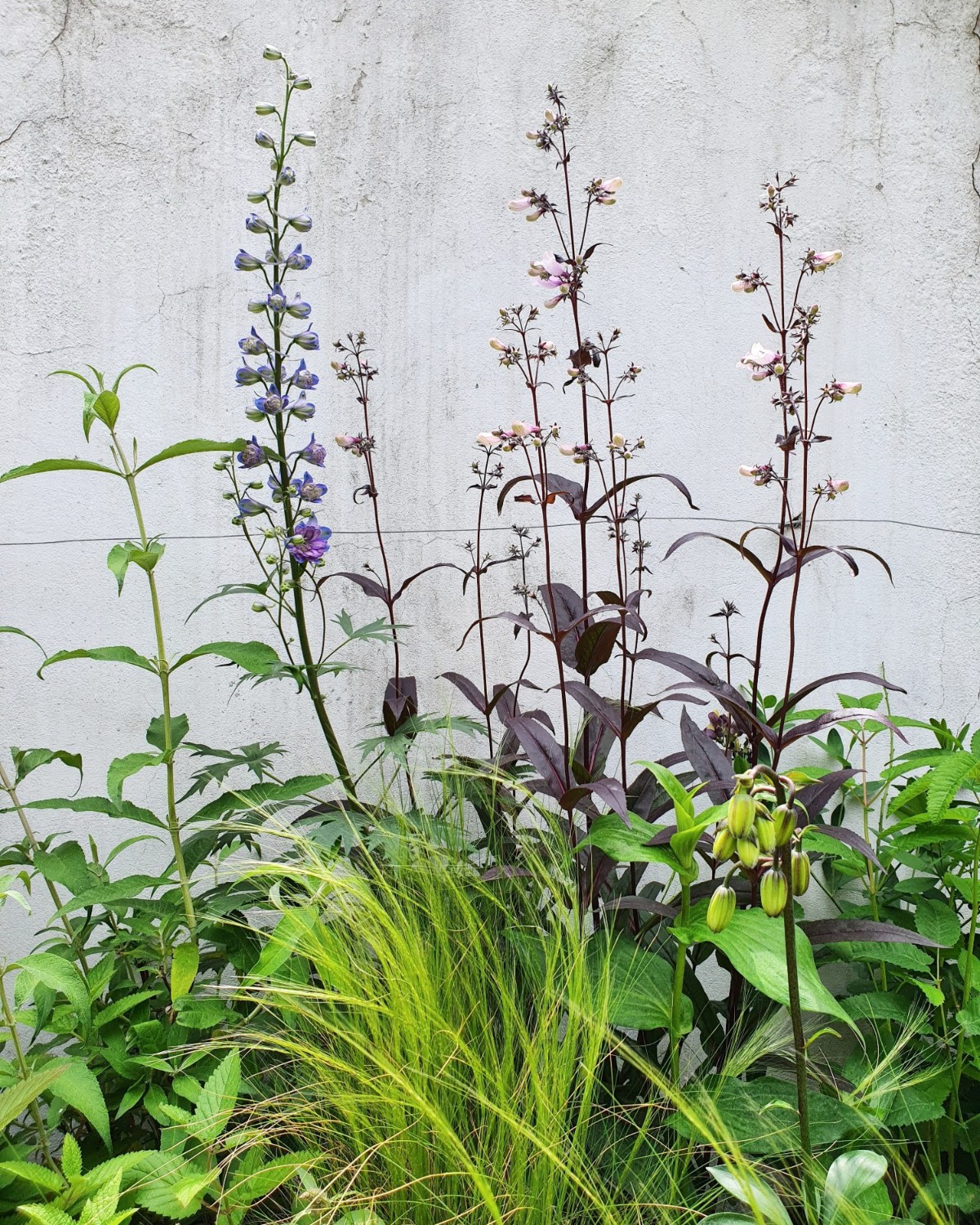2. Plantele cu flori Delphinium elatum&Penstemon hybrid