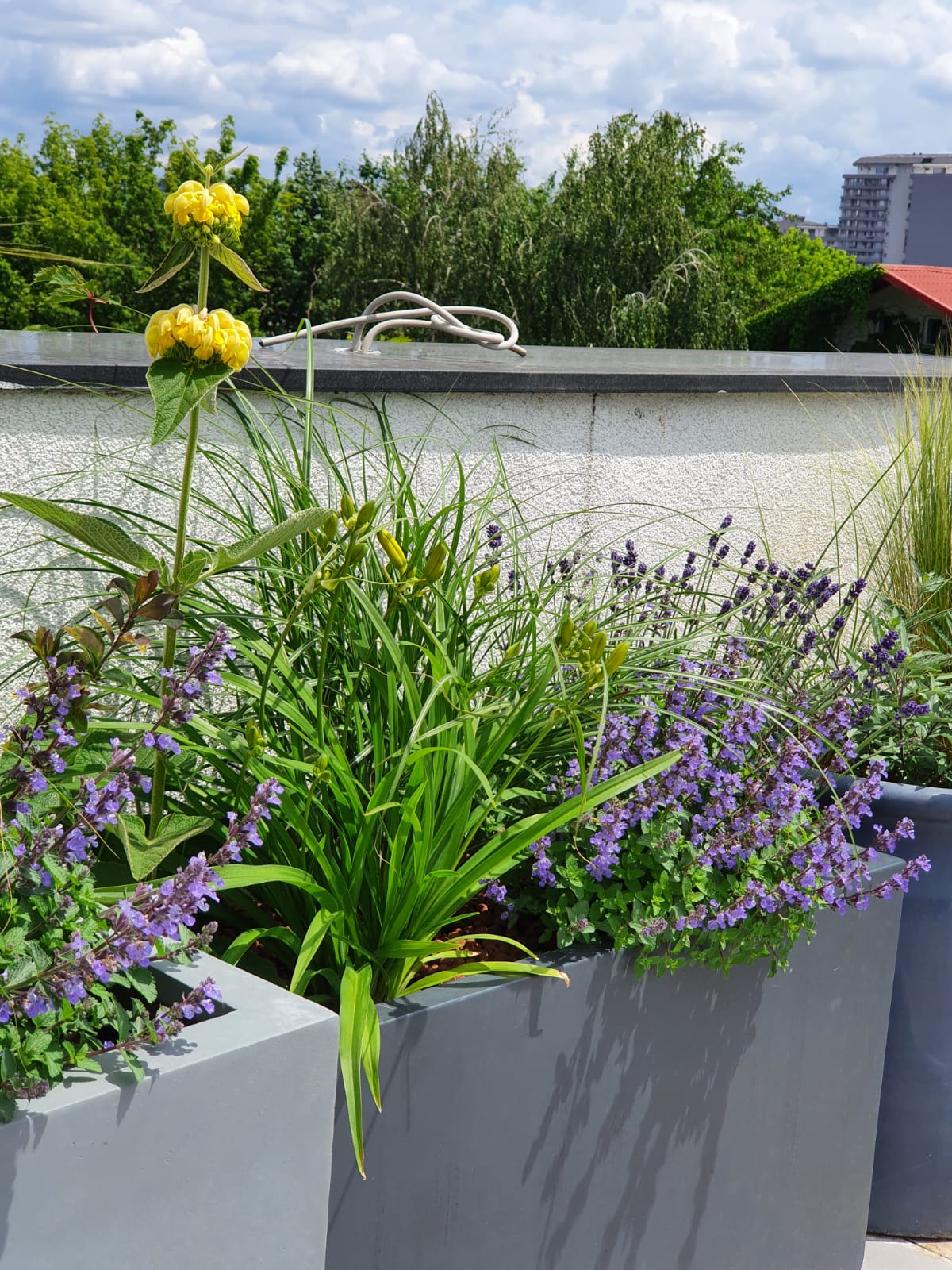 Nepeta & lavanda (plantele cu flori mov)
