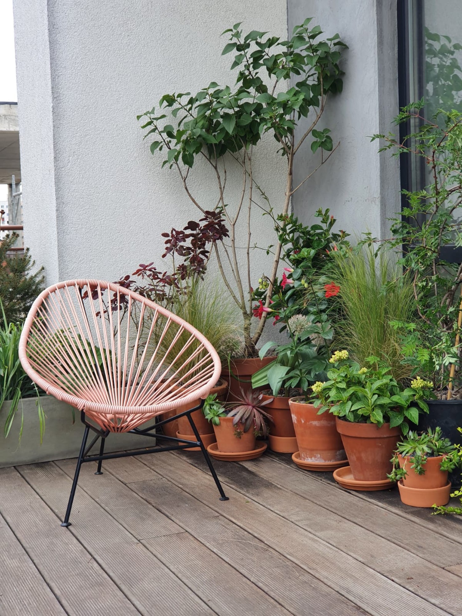 Amenajare balcon terasa cu plante - Luminița Nicorici, Primitiv Plants (13)