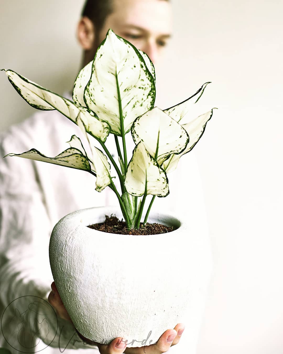 Aglaonema super white via Vreau Verde