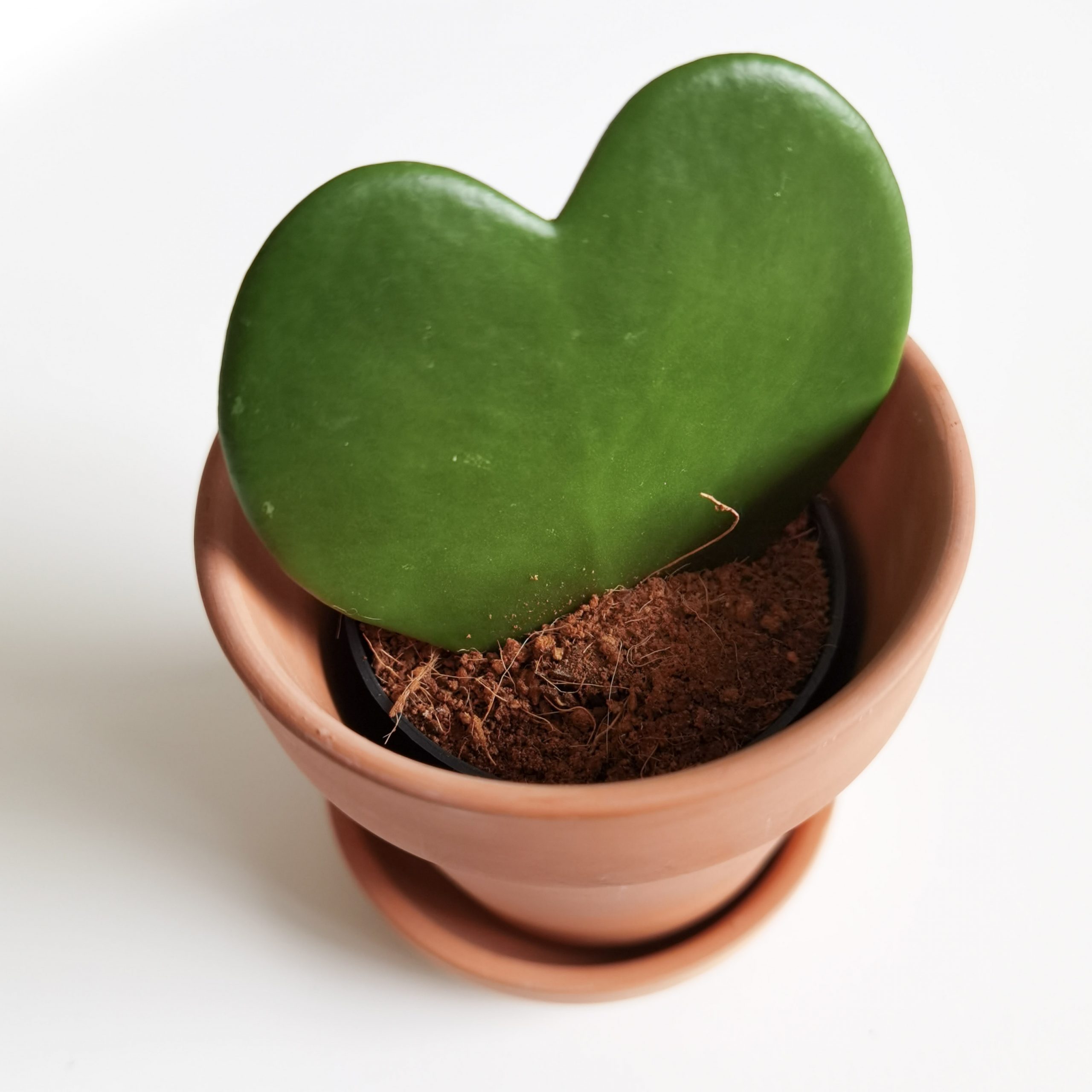 Hoya Kerrii (Sweetheart Plant) via Botanical Pick Me Up