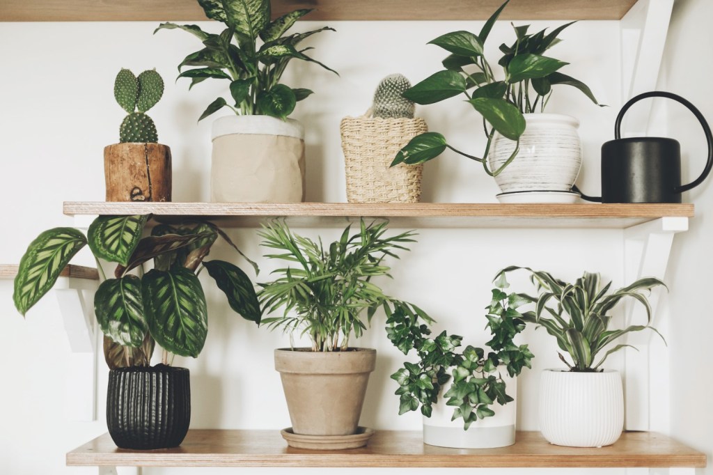 Plante de apartament