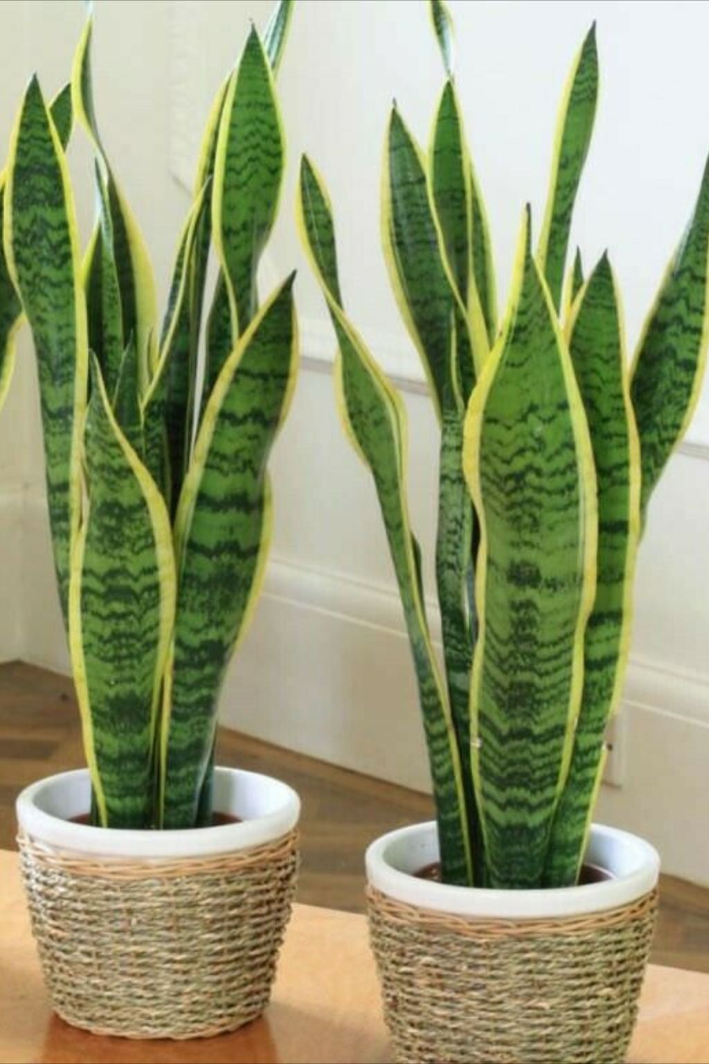 Sansevieria trifasciata laurentii via Agava