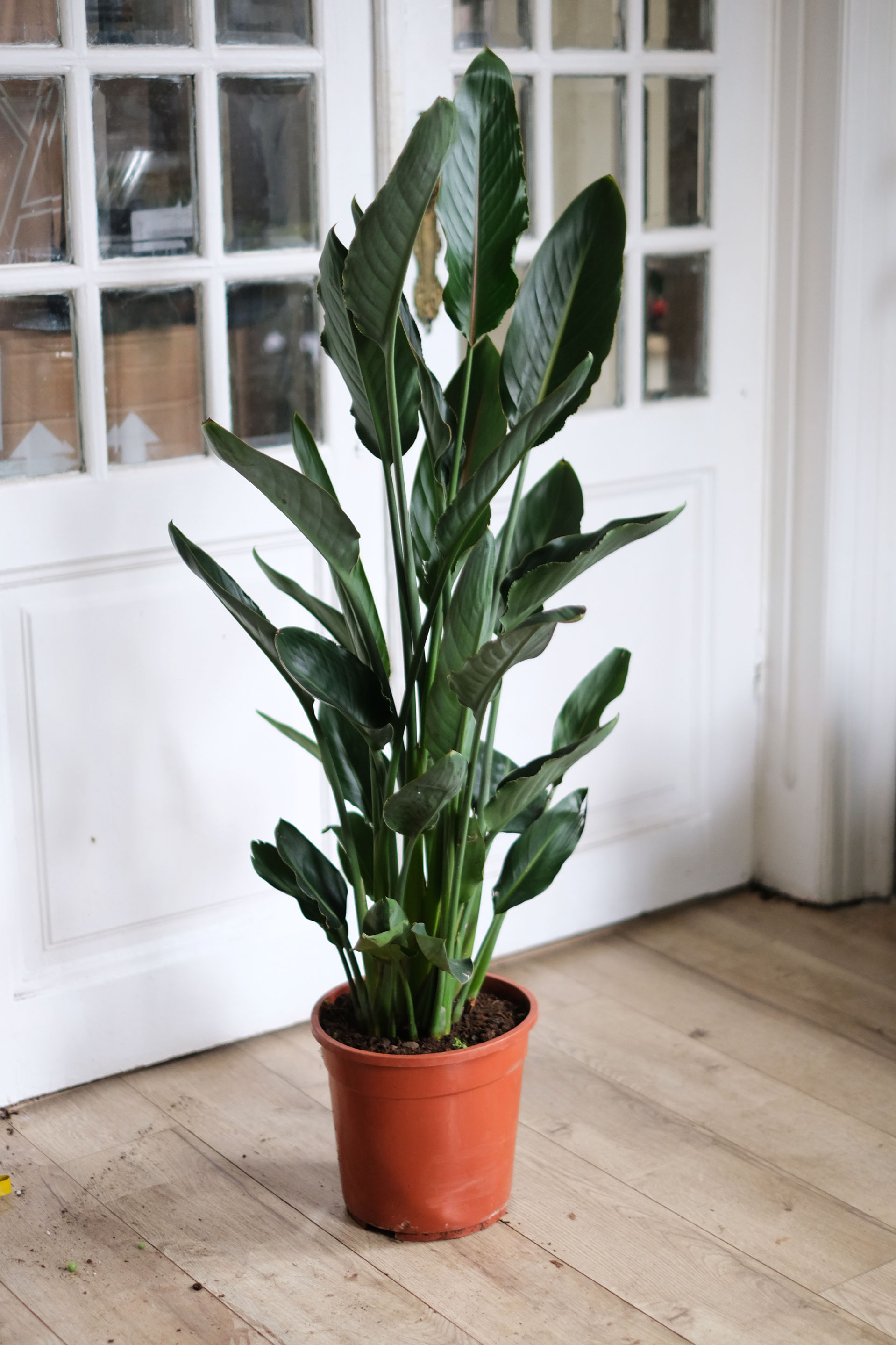 Strelitzia Reginae (the orange bird of paradise) via Plantropic