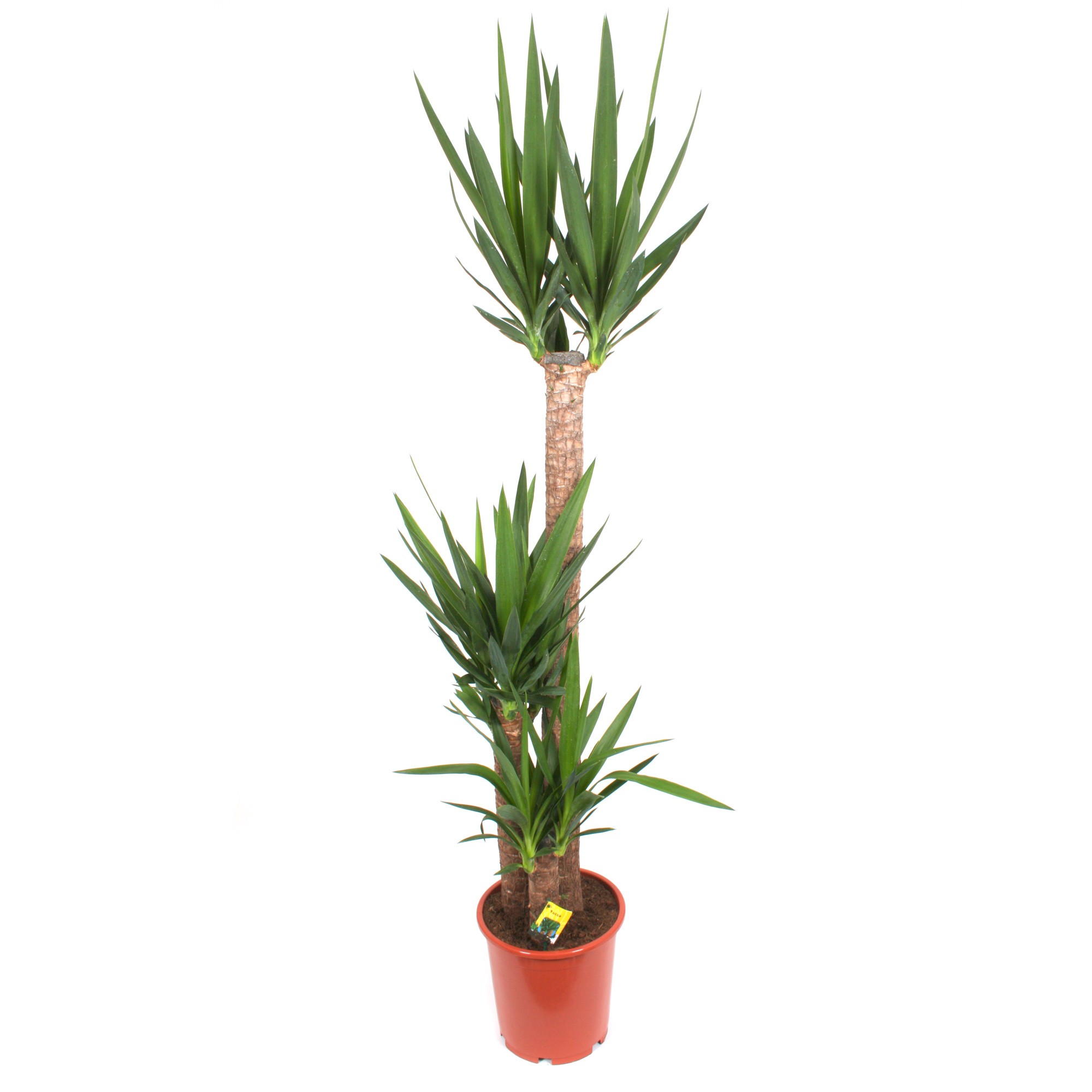 Yucca via Dedeman