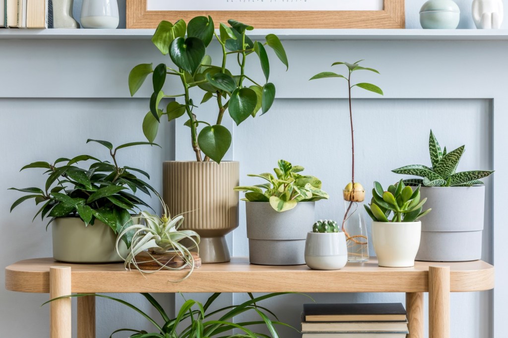 Plante greu de ucis