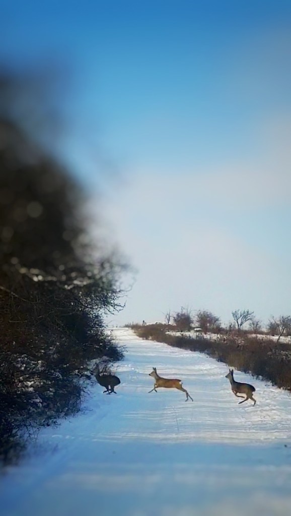 Alin și Deni trăiesc în natură, la câteva minute de oraș