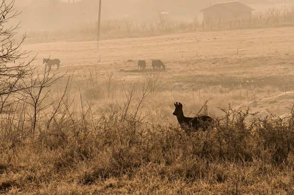 Alin și Deni trăiesc în natură, la câteva minute de oraș