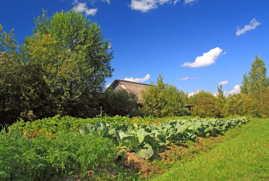 gradina de legume soare
