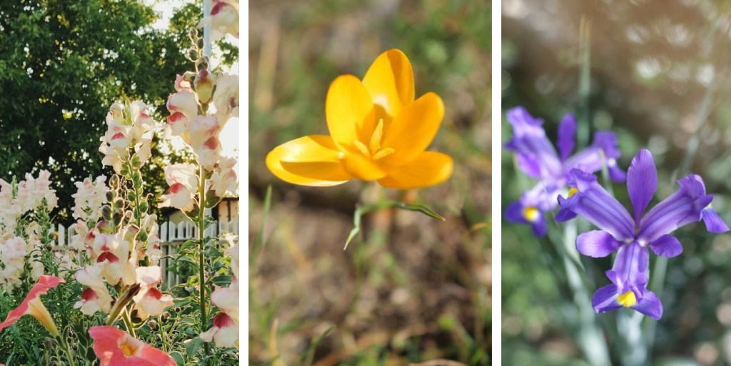 seminte si bulbi de flori