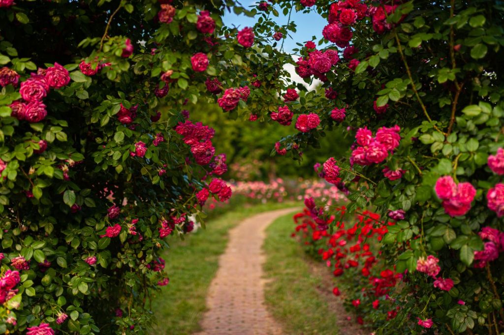 gradina botanica bucuresti