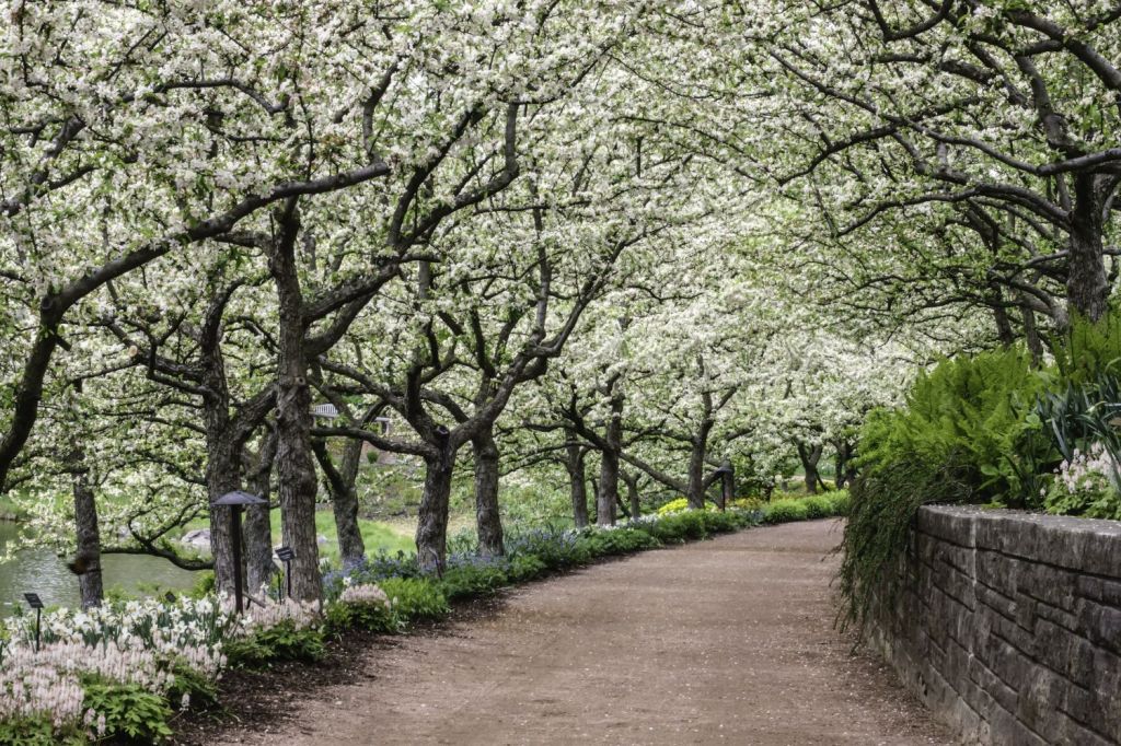 gradina botanica chicago