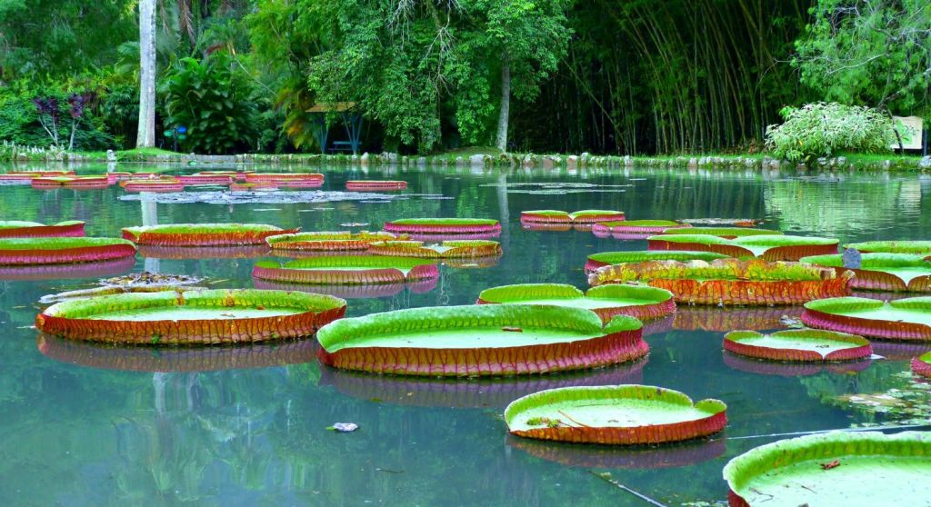 nuferi gradina botanica rio de janeiro