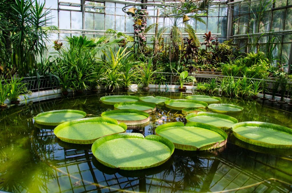 gradina botanica cluj