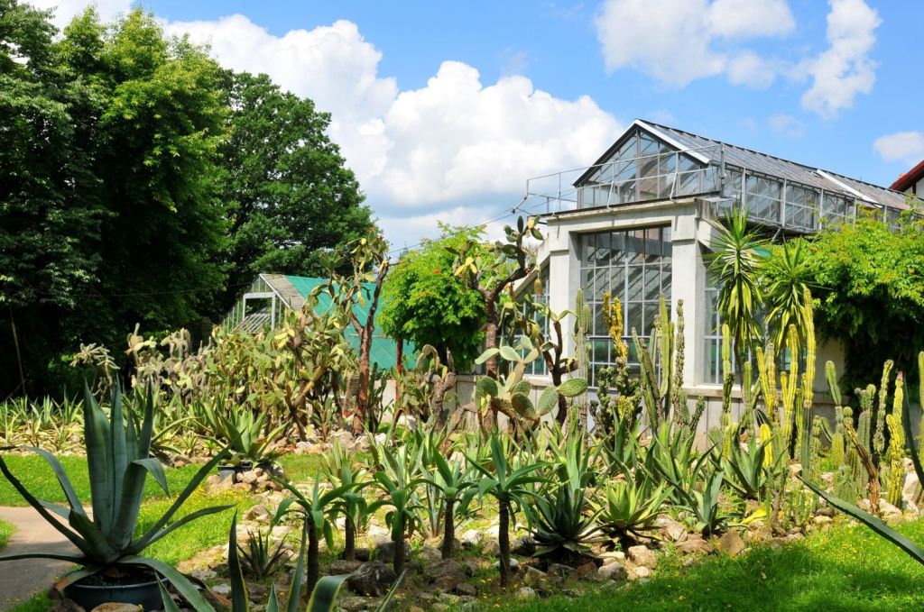 gradini de vis gradina botanica cluj
