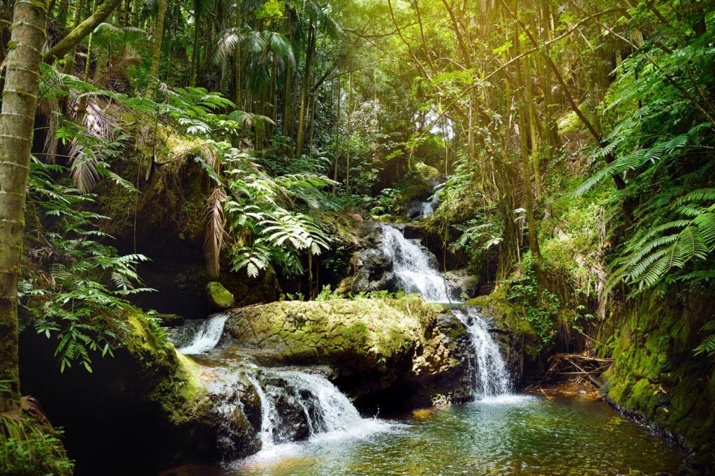 cascada gradina tropicala hawaii