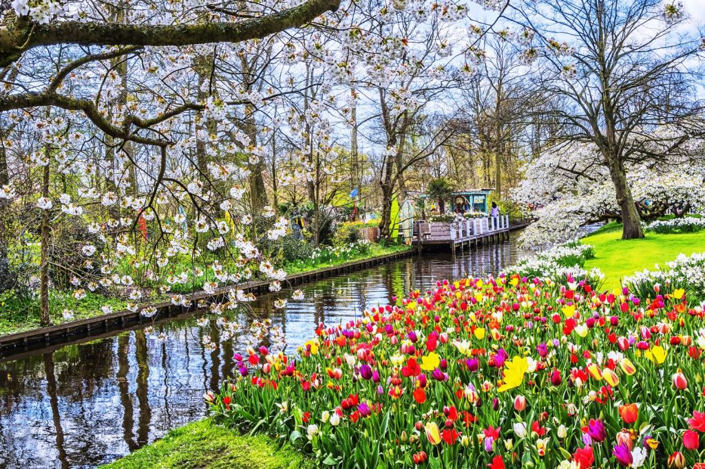 gradini de vis lalele keukenhof