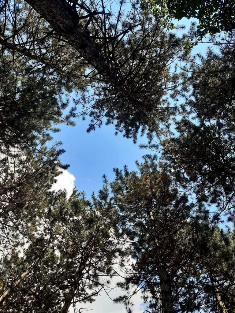 Constantin și iubita lui împart spațiul cu doi câini și o pisică