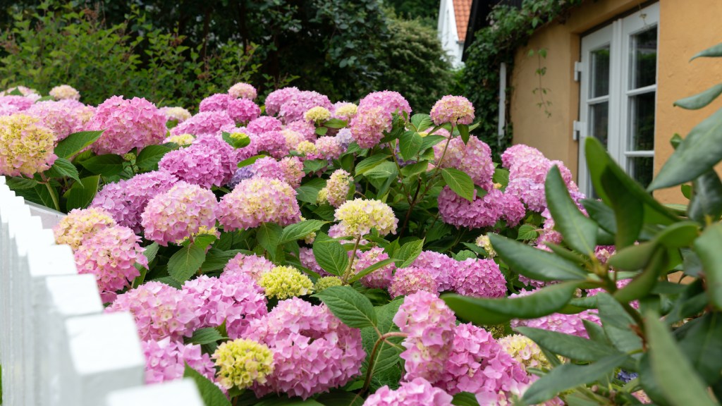 hortensia ingrijire