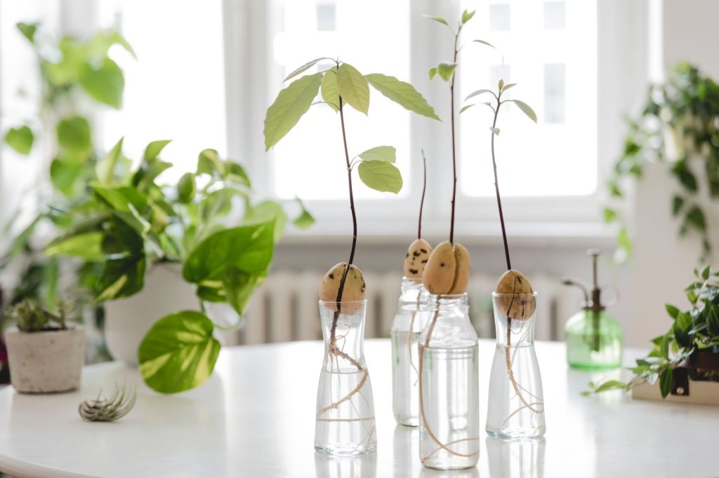 avocado-planta-tips-and-tricks-creștere