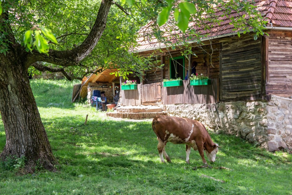 Casa Bătrână are 45 de metri pătrați și conține un dormitor, bucătărie/living și o baie