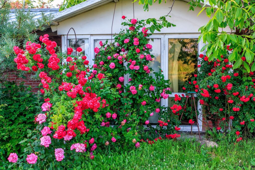 flori de gradina care infloresc tot anul