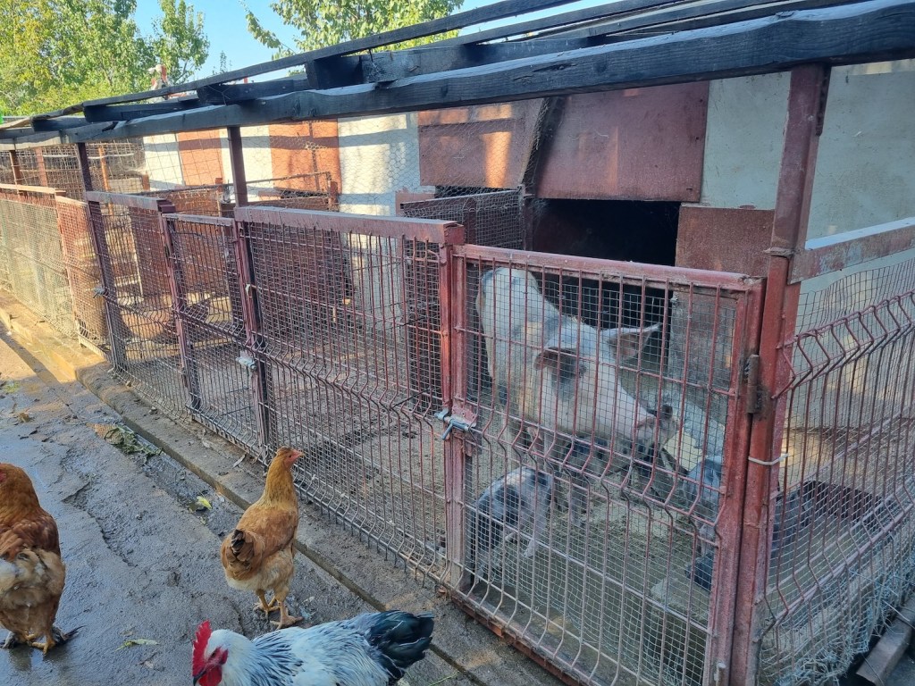 Tinerii au o micro-fermă cu tot felul de animale