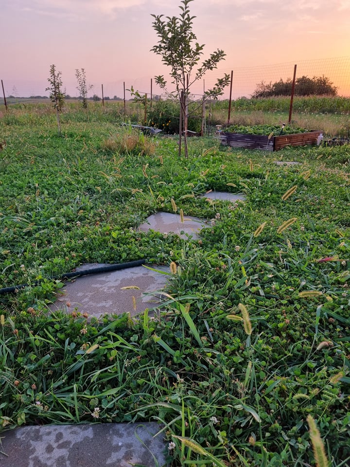 Ilustratoarea spune că are o casă cu arhitectură banală, salvată de frumusețea împrejurimilor