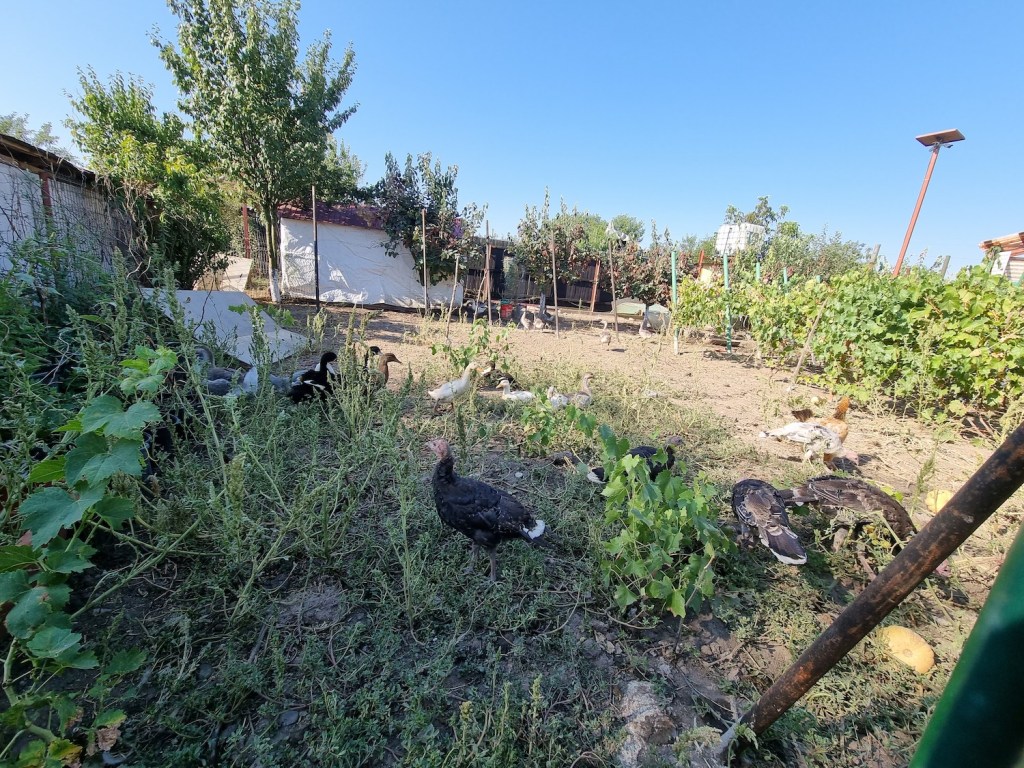 Emilia cheltuie mult mai puțin la țară, deoarece gradina și animalele îi dau tot ce are nevoie