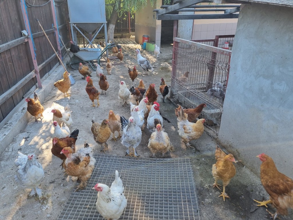 Tinerii au o micro-fermă cu tot felul de animale