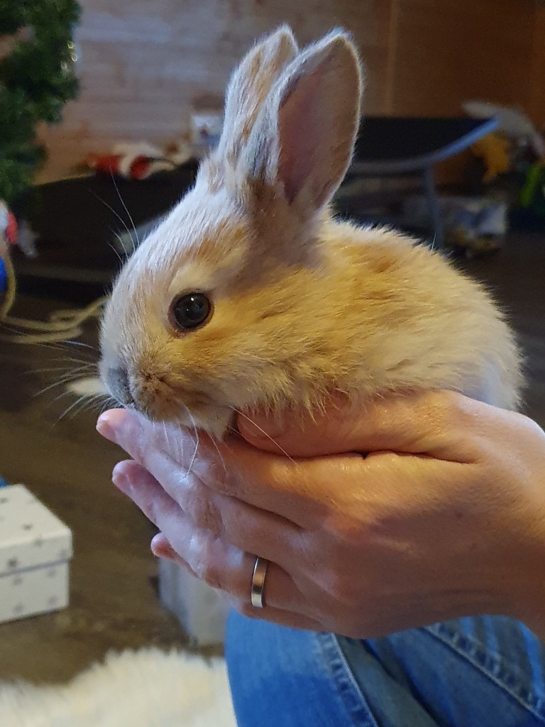 Tinerii au o micro-fermă cu tot felul de animale