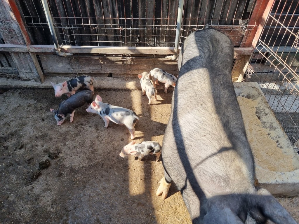 Tinerii au o micro-fermă cu tot felul de animale