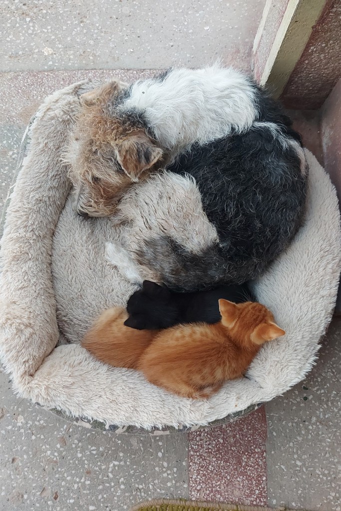 Tinerii împart casa cu trei pisici adoptate din sat, dar și cățelul lor