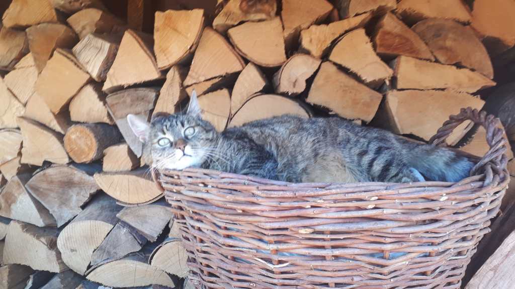 Marin și-a dorit să nu aibă vecini