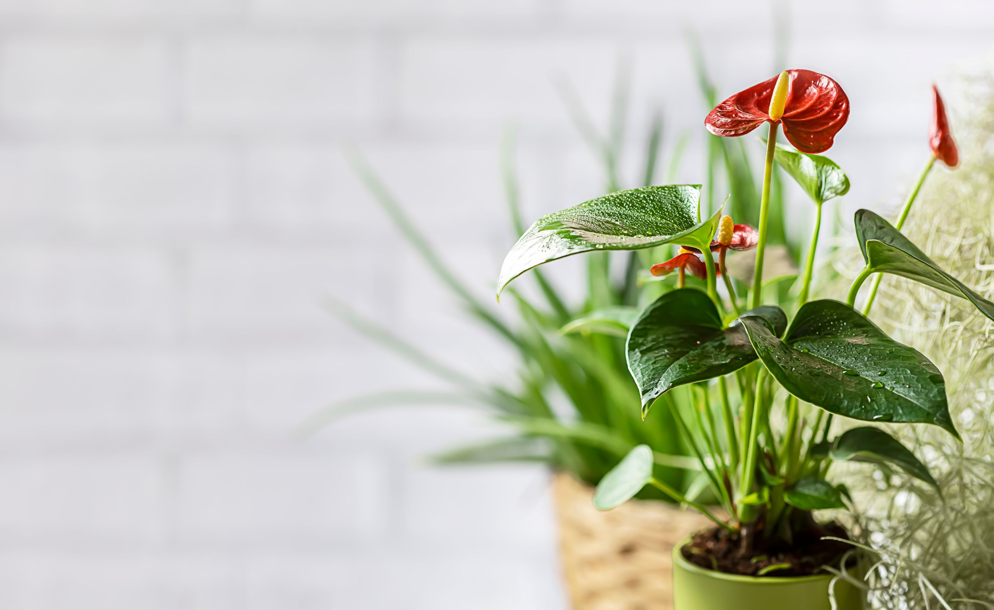 Anthurium plante care se dezvolta in intuneric